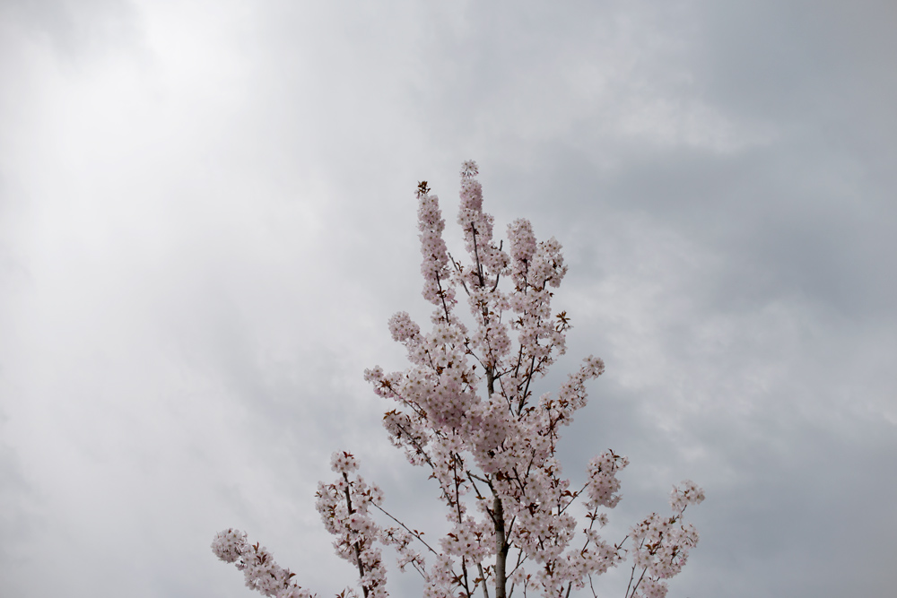 tree-sky-david-gabriel-fischer-zen-diary